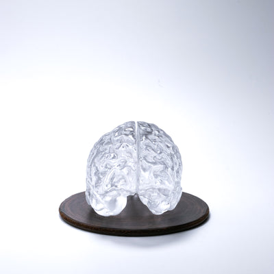 Glass Brain Sculpture